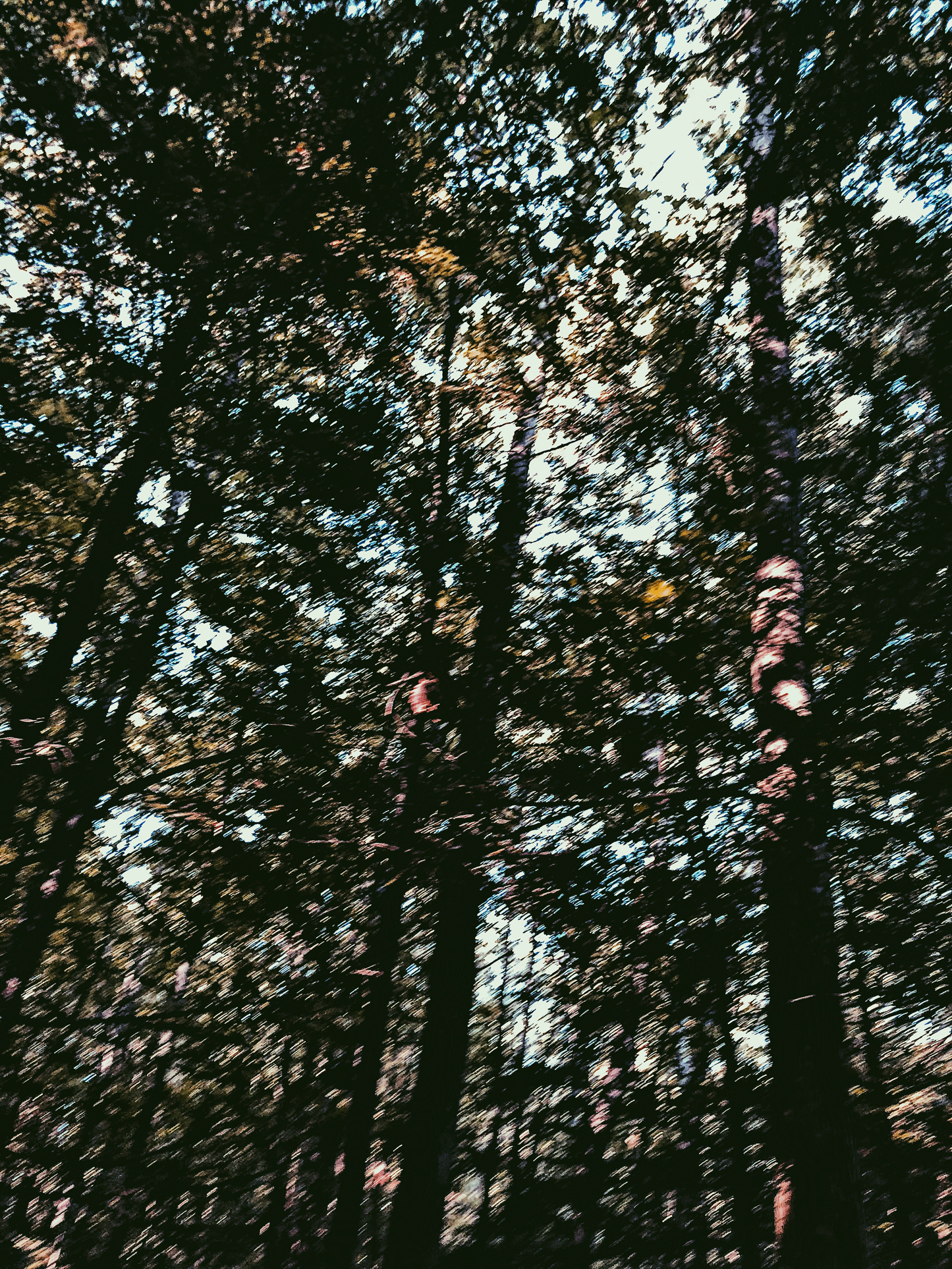 "Sunday Walk"
